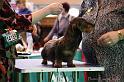 Crufts2011_2 1170